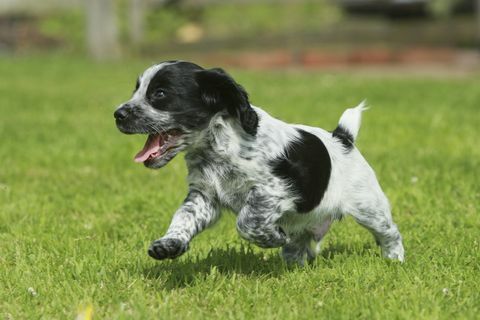 animado cocker spaniel