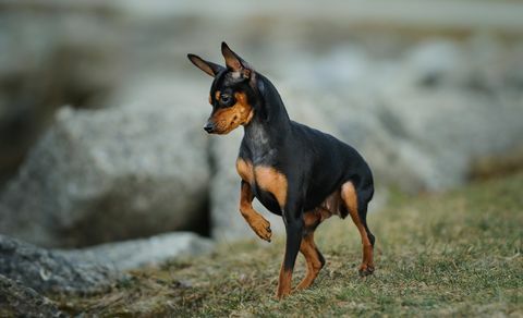 pinscher miniatura de pie en el campo