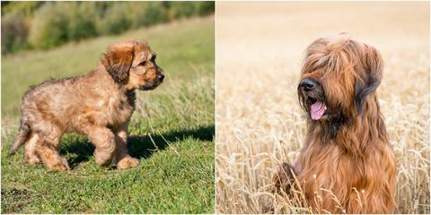 perro briard como cachorro y adulto