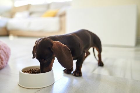 perro comiendo comida en casa