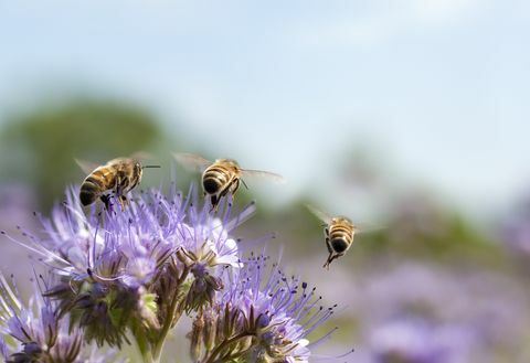 Miel de abeja volando