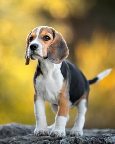 raza de perro beagle