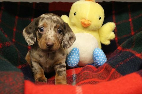 cachorros de perro salchicha