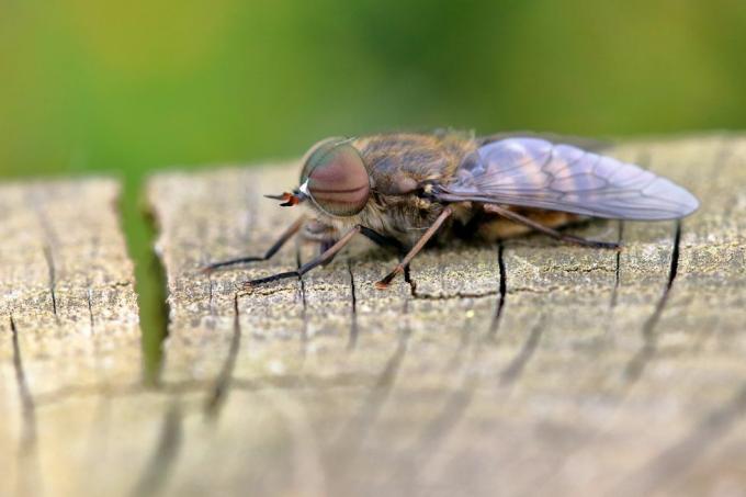 tabanus bromio