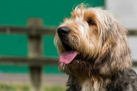 Otterhound mirando a la izquierda