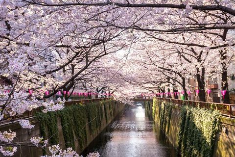 Vacaciones de flor de cerezo a Japón