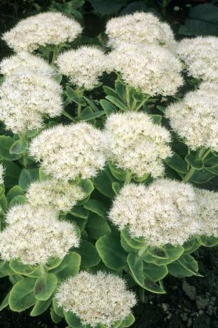 Flores blancas, Sedums