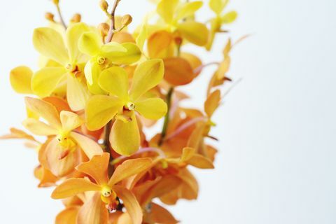 Cerca de un montón de orquídeas amarillas y anaranjadas