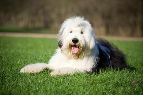 Bobtail perro acostado cómodamente en la hierba