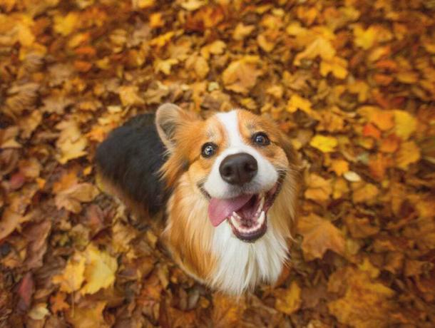 Muy feliz perro corgi galés pembroke de pelo largo y esponjoso sentado en unas hojas de otoño vibrantes, con la lengua colgando al costado de la boca en una sonrisa tonta