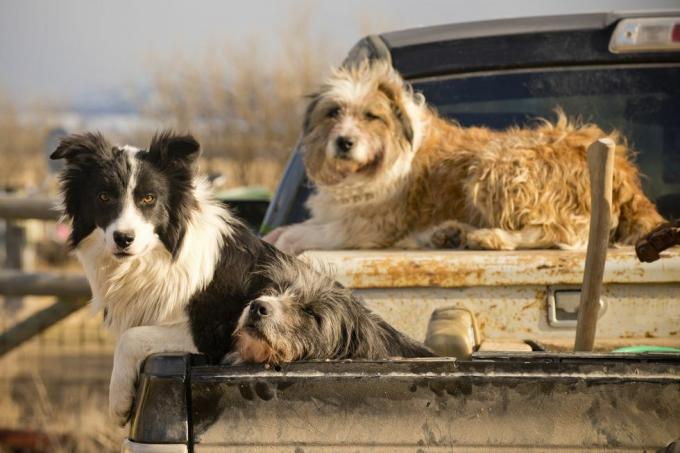 Los perros esperan instrucciones en Montana Ranch.