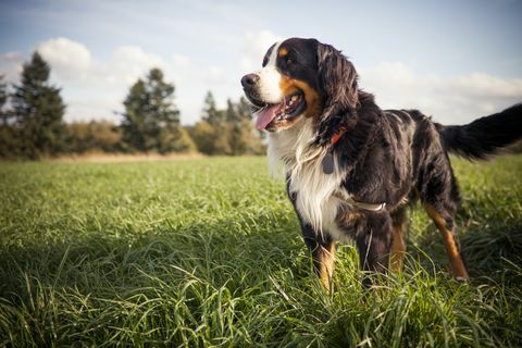 Retrato al aire libre de un perro bernés.